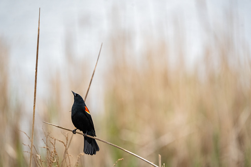 A male red wing black bird in mating plumage during spring