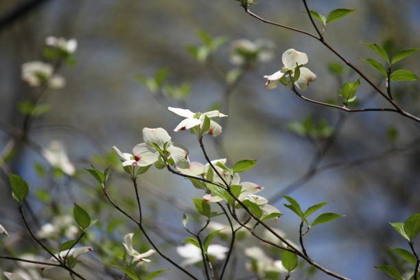 istock White Flowering Dogwood Branches Reflect the Sun 1484919231
