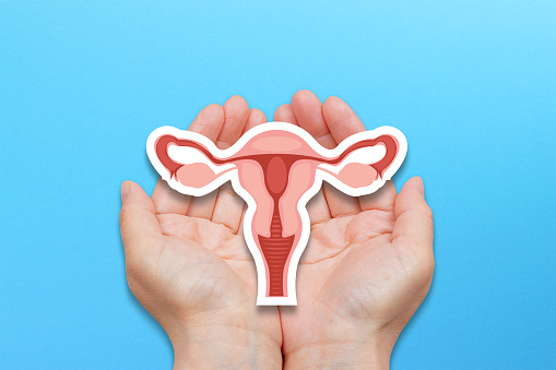 Female reproductive system. Hands holding uterus.