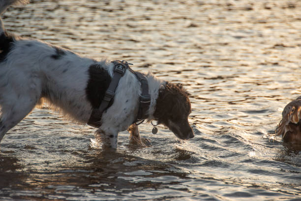 istock A dog playing in the sea 1484920980