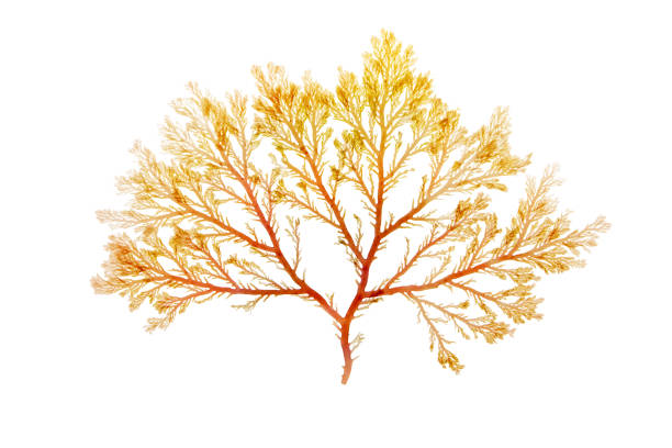 istock Red algae or rhodophyta branch isolated on white 1484922525