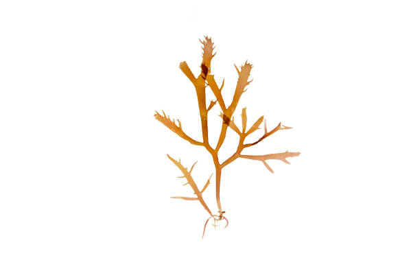 istock Calliblepharis jubata red seaweed isolated on white 1484922535