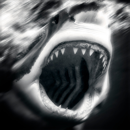 Wide open mouth Great White shark in black & white.