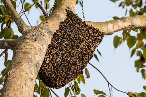 Nest of Indian Giant Bees, aka Giant Honey Bees, aka Rock Bees, Apis dorsata, on a tree in Sunderbans National Park, India, covered with bees from the colony. The nest is often called a comb, and sometimes called a bee hive.