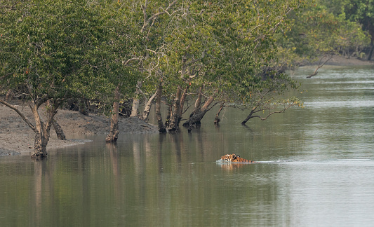 Royal Bengal Tiger, Panthera tigris, swimming: Sundarbans National Park, West Bengal, India.