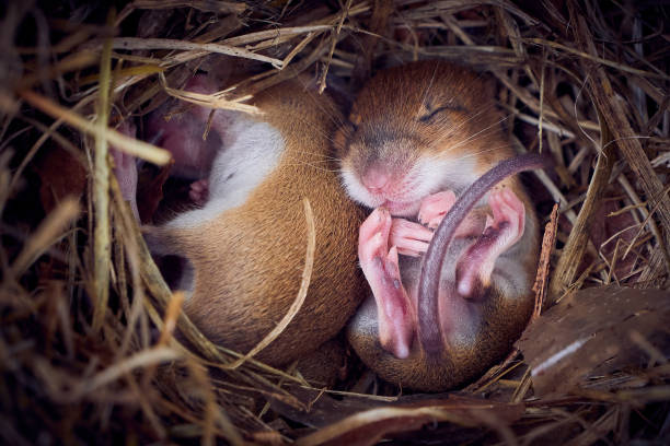 Baby mice sleeping in nest in funny position Baby mice sleeping in nest in funny position (Mus musculus) mus musculus stock pictures, royalty-free photos & images
