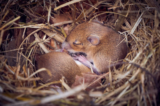 istock Baby mice sleeping in nest in funny position 1484927524
