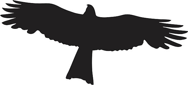 ilustrações de stock, clip art, desenhos animados e ícones de ave de rapina - flugel