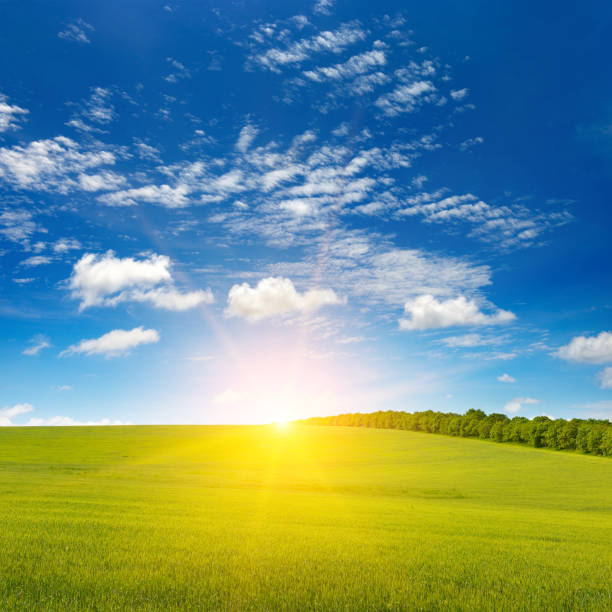 istock Dawn over green wheat field and blue sky. 1484930212