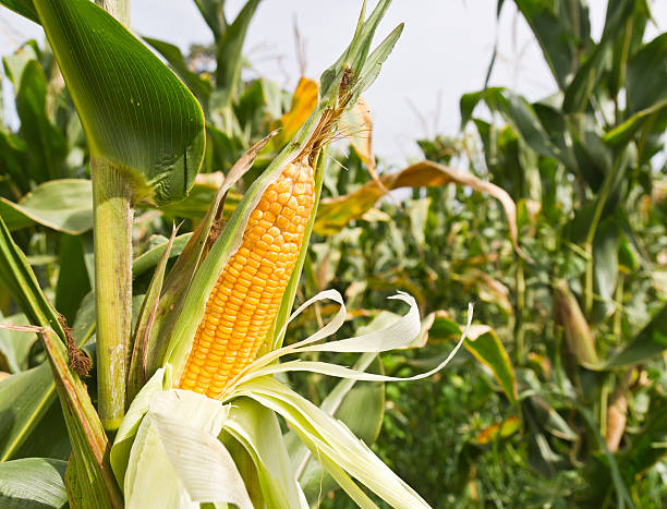 кукуруза на сельдерея - corn on the cob стоковые фото и изображения