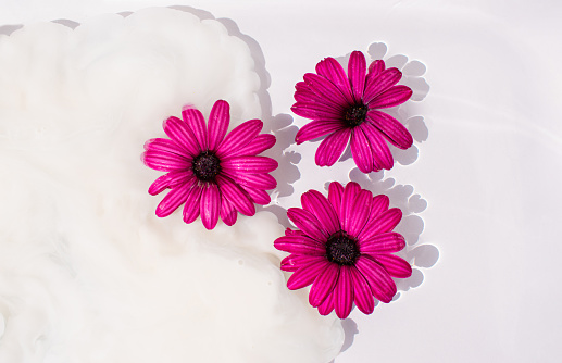 Daisies isolated in water surface with milk splash, white background.  Beautiful spring or summer flower composition idea.