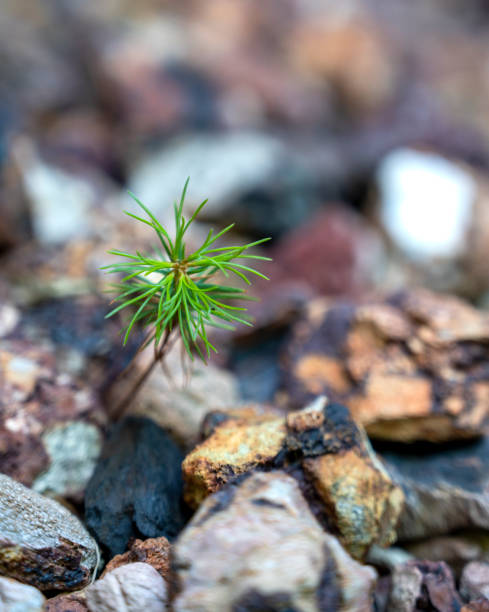 istock Little green tree growing through gravel pebbles stone 1484932749