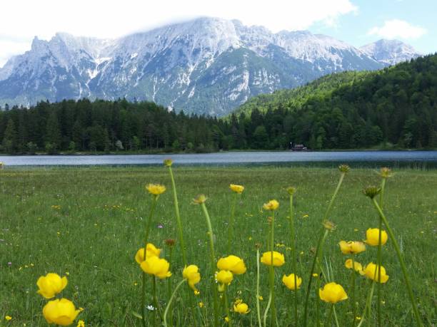 spring at the lautersee near mittenwald in upper bavaria. - lautersee lake imagens e fotografias de stock