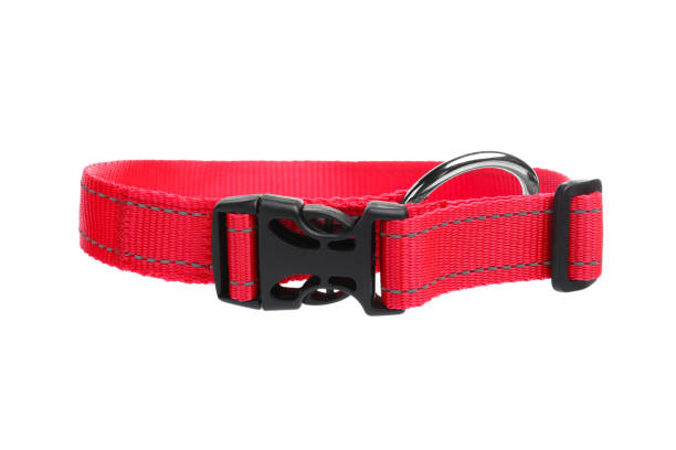 istock New textile dog collar isolated on white 1484933251