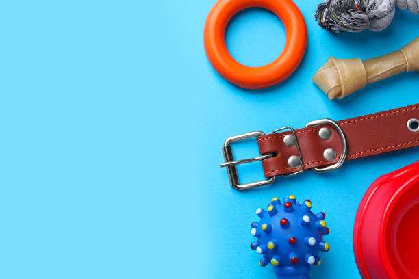 istock Flat lay composition with dog collar and different accessories on light blue background, space for text 1484933300