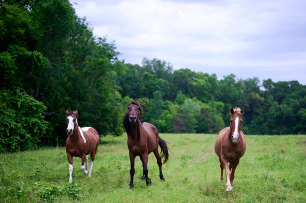 istock Horses in a Pasture 1484936592