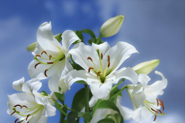 White Madonna Lily. Close-up of Lilium flower on blue background. Beautiful Lilium Candidum flower. Easter Lily flowers greeting card. White Lily
Lilies blooming on blue sky. Beautiful spring plant lirio de la virgen blanca. primer plano de la flor de lilium sobre fondo azul. hermosa flor de lilium candidum. tarjeta de felicitación de flores de lirio de pascua. lirios blancos floreciendo en el cielo azul. hermosa planta de primavera