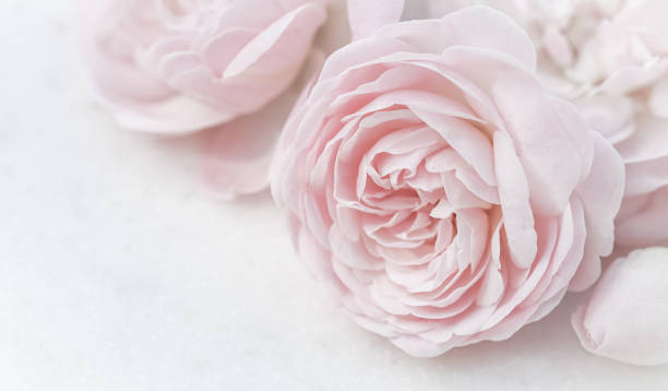 istock Pale pink rose flower isolated on white background. Soft focus 1484938762