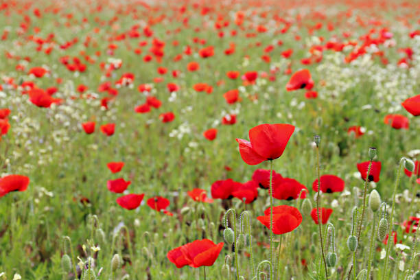 istock Poppy flowers field. 1484939468