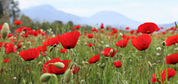 istock Poppy flowers field. 1484939837