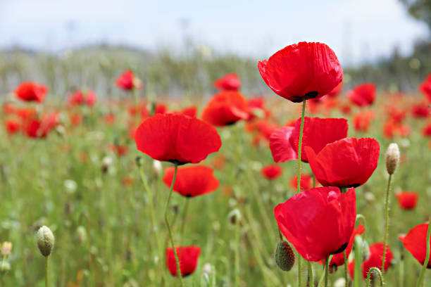 istock Poppy flowers field. 1484939977