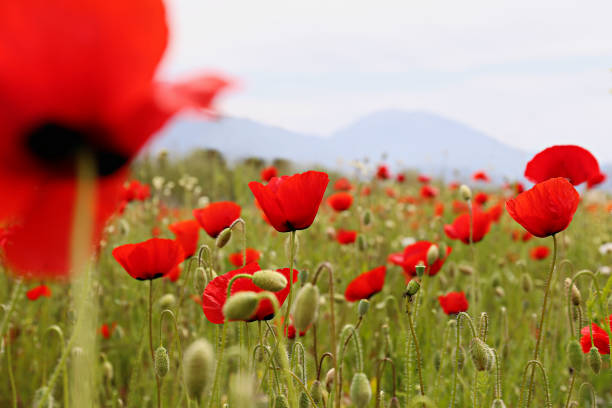 istock Poppy flowers field. 1484940049