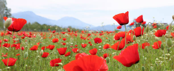istock Poppy flowers field. 1484940050