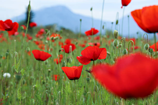 istock Poppy flowers field. 1484940051