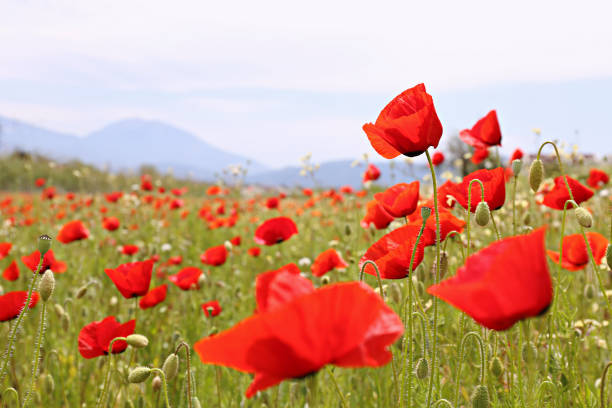 istock Poppy flowers field. 1484940052
