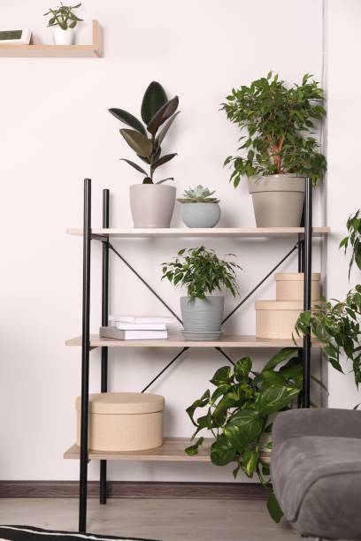 istock Different houseplants and boxes on shelving indoors 1484940269
