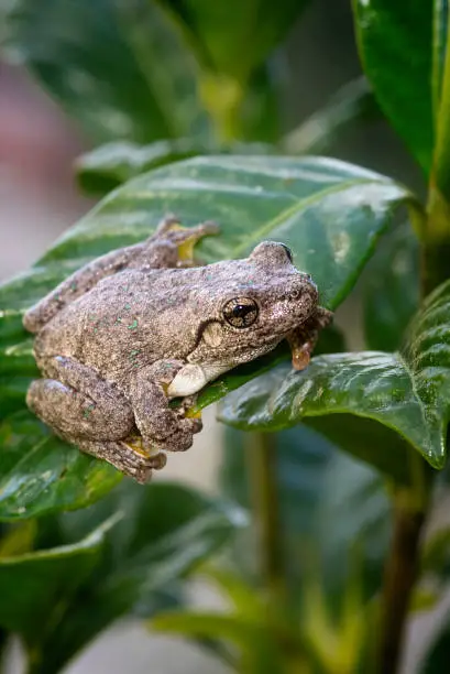 Small Peron’s Tree Frog climbing on a small green shrub
