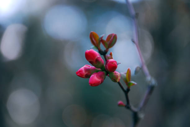 istock Bright pink buds of a quince close up. 1484941487