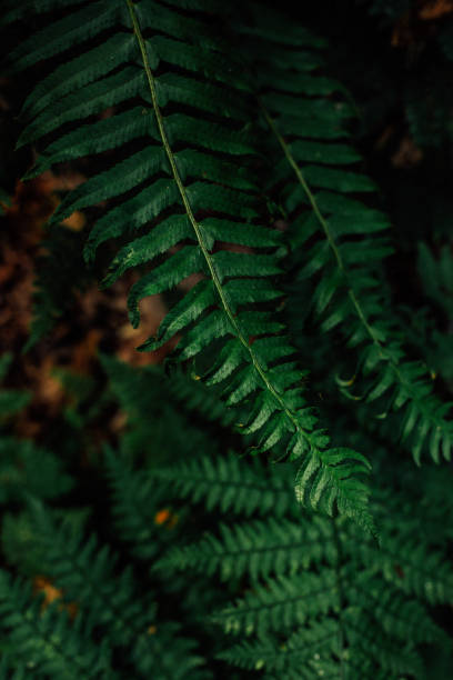 close up of Western Sword Fern Western Sword Fern (Polystichum munitum) in the forest outside Seattle, Washington sword fern stock pictures, royalty-free photos & images