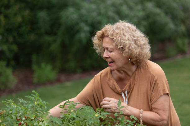 istock Senior woman harvesting tomatos 1484946205