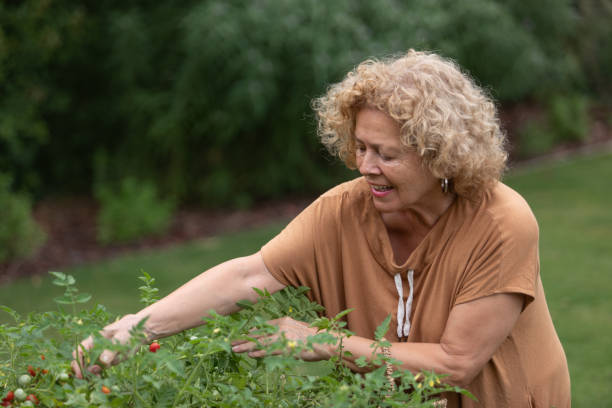 istock Senior woman harvesting tomatos 1484946211