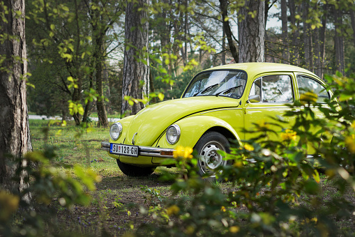 Perfectly restored classic (1970s) Volkswagen Beetle (KÃ¤fer) in bright lime color is parked among the pines park and  yellow flowers at Palic, Serbia, 04.04.2023