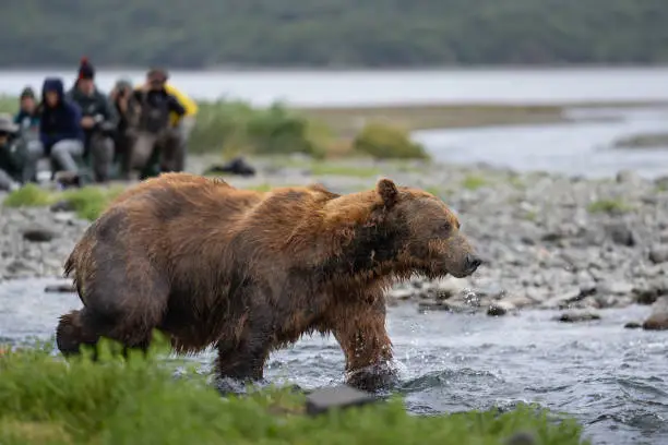 A large, male brown bear intent on catching salmon wades upstream while a group of wildlife tourists sits very nearby on a gravel beach. Shot in Geographic Harbor in Alaska.