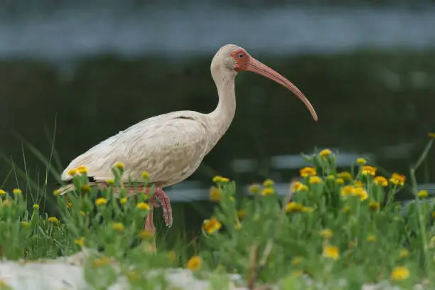 An American white ibis (Eudocimus albus) walks through a sea of yellow sea oxeye in Shackleford Banks in the Outer Banks near Beaufort, North Carolina.