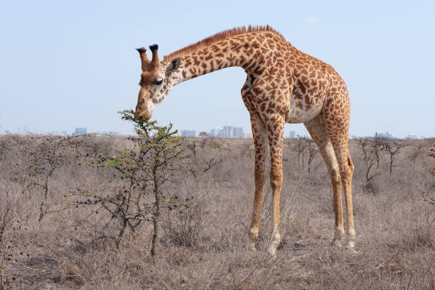 A giraffe eating acacia leaves with the Nairobi skyline in the background at Nairobi National Park. This was in February 2023, during one of the worst droughts to hit Nairobi National Park in 40 years and the wildlife was struggling.
