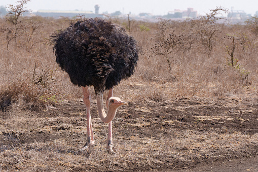 The Common ostrich (Struthio camelus) is the largest bird species in the world and native to parts of Africa. Ostriches are herbivores feeing on buds, leaves, seeds and flowers. They will sometimes consume lizards, grasshoppers and even the remains of an animal kill a predator has left. Fun facts: An ostrich can run for a long time at a speed of 55 km/h (34 mph) with short bursts up to about 70 km/h (40 mph). The ostrich is the fastest on land of any bird and it is the largest bird. It is also considered a living dinosaur. And let’s keep going with the fun facts. The ostrich also lays the largest eggs of any bird.