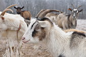 Goats. Olsztyn area. Poland - Masuria - Warmia.