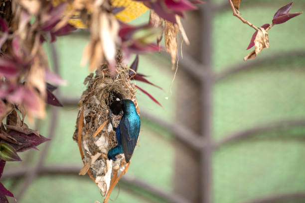 Purple Sunbird Feeding Chicks  in the nest