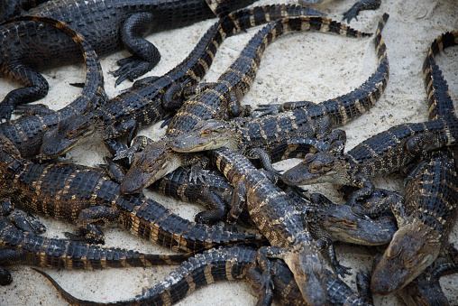 A lot of baby alligators on top of each other are competing for space and dominance