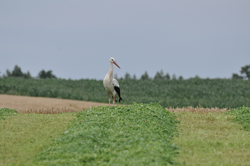 A stork is foraging in a meadow