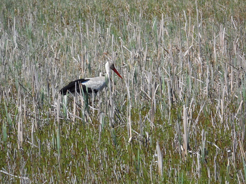 Stork in the meadow. Olsztyn area. Poland - Masuria - Warmia.