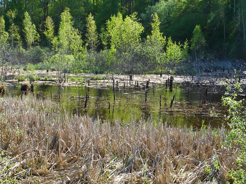 Spring. Pond in the forest. Olsztyn area. Poland - Masuria - Warmia.
