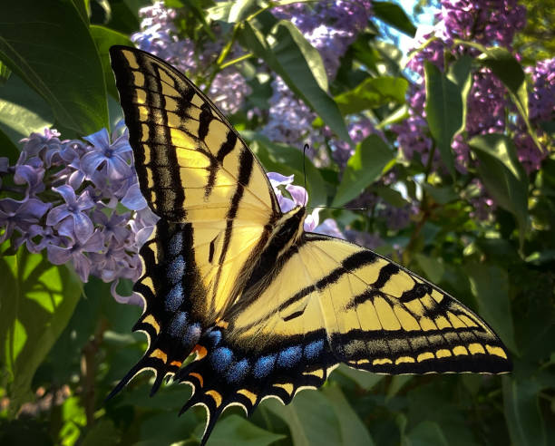 istock Papilio Glaucus (Eastern Tiger Swallowtail) Butterfly on Lilacs 1484951925