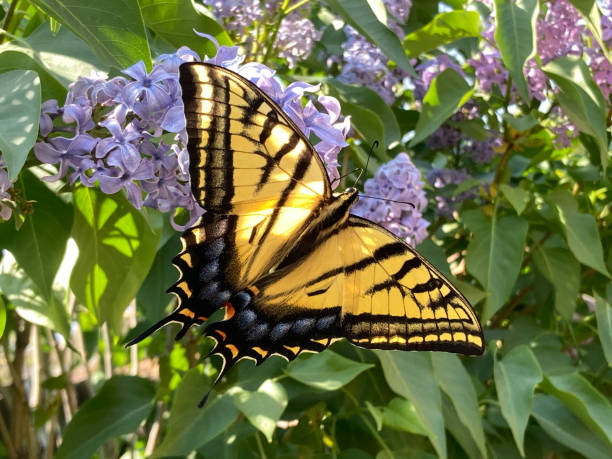 istock Papilio Glaucus (Eastern Tiger Swallowtail) Butterfly on Lilacs 1484951939