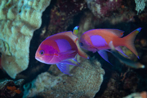 istock Reef fish on the coral 1484952158