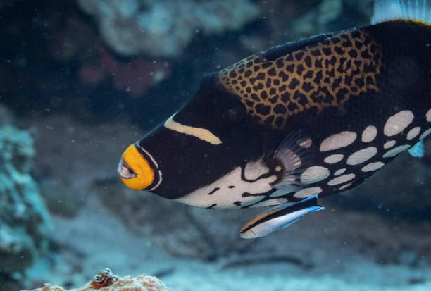 istock Reef fish on the coral 1484952904